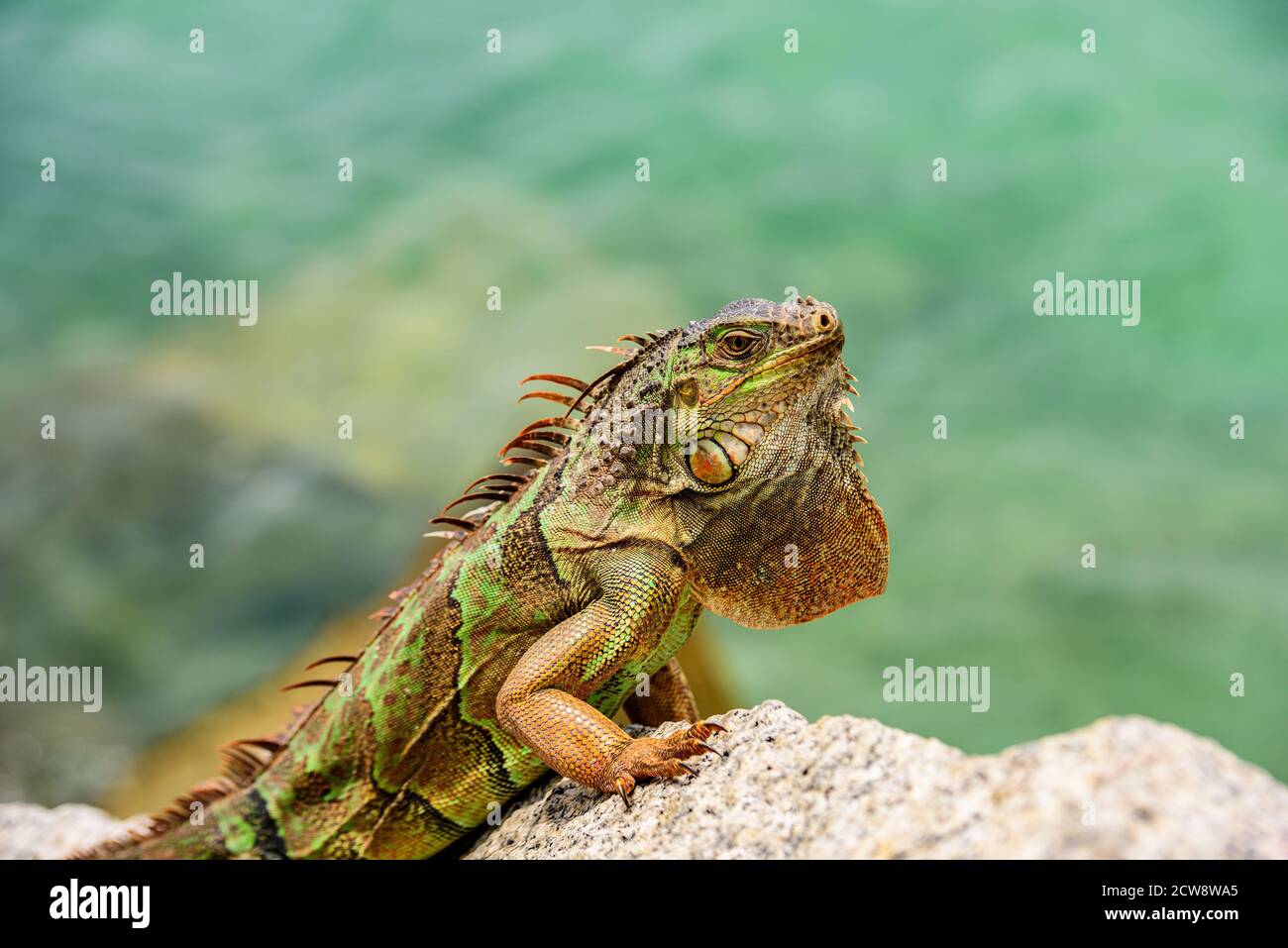 Close up head of Iguana dragon. Green iguana, also known as the