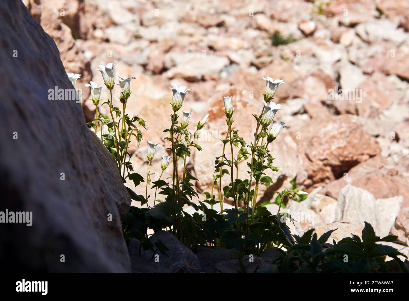 small white flowers grow, hiding from the sun's rays in the shade of a stone in the desert Stock Photo