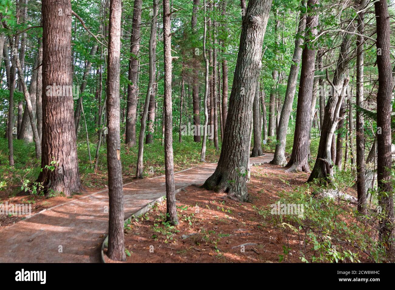 Nature Trail in Rachel Carson National Wildlife Refuge in Wells, Maine. Stock Photo