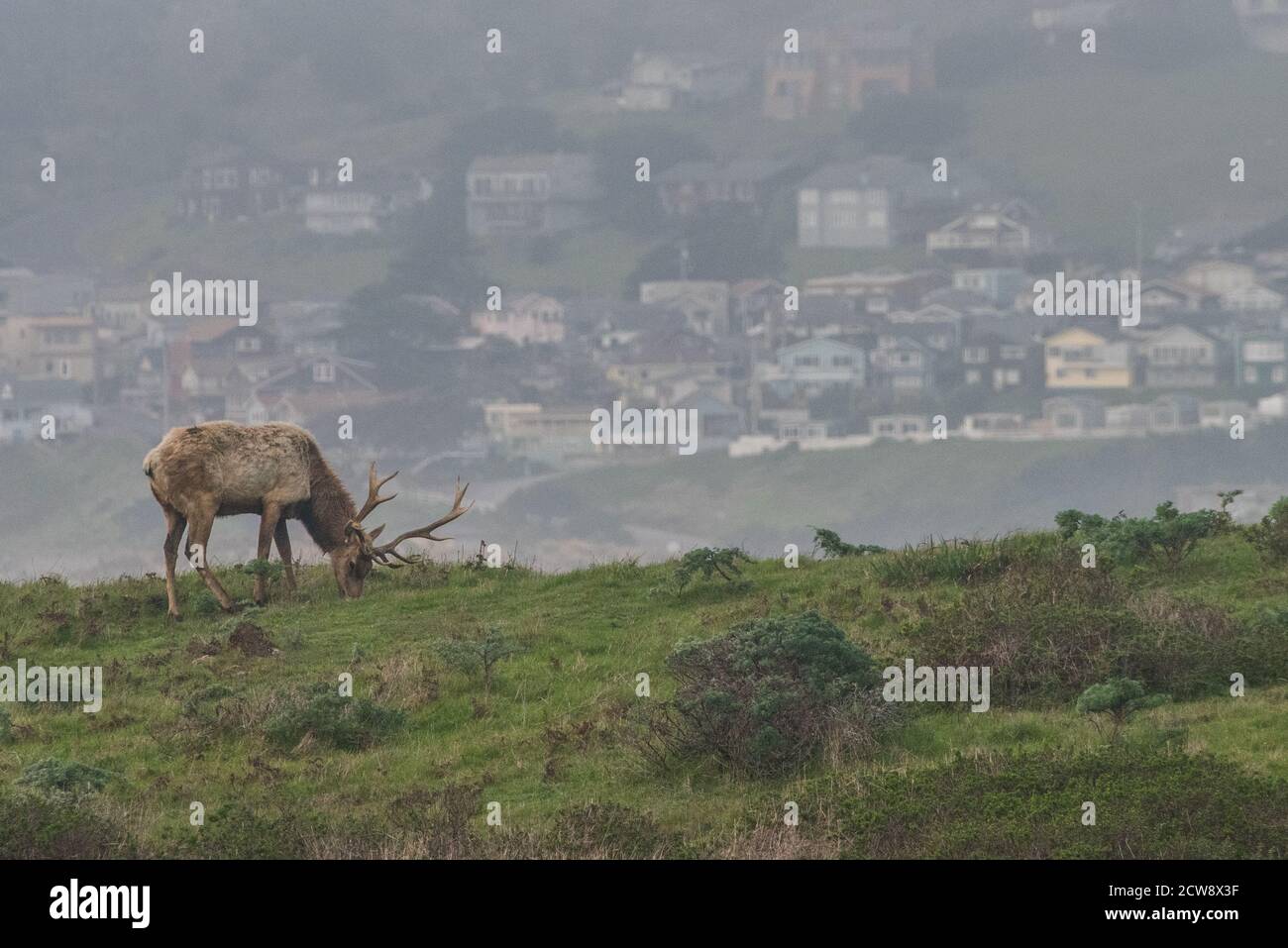 A tule elk (Cervus canadensis nannodes) grazing with buildings visible in the background, at Pt. Reyes National Seashore in California. Stock Photo