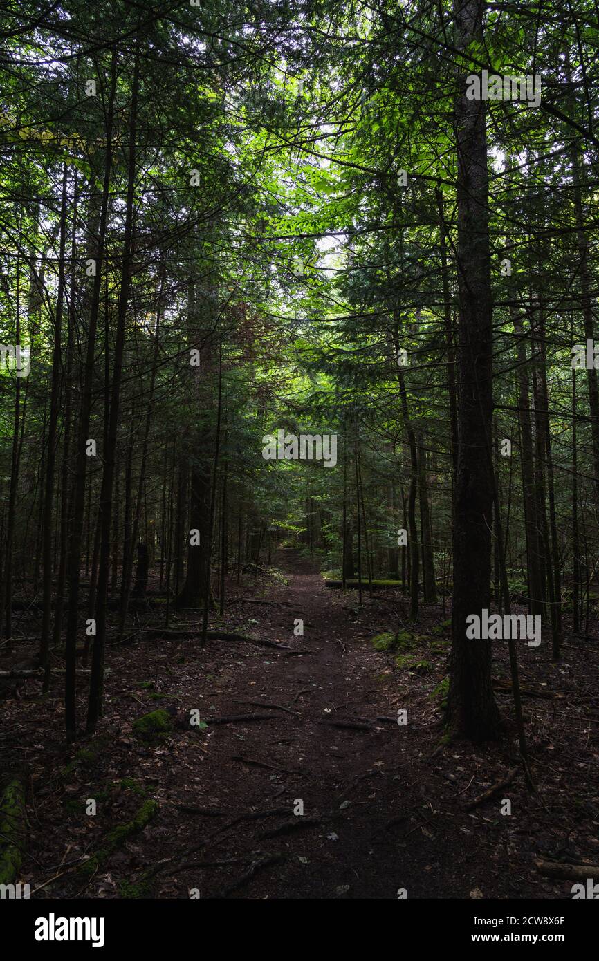 A hiking trail surrounded by tall trees in the Adirondacks Stock Photo ...
