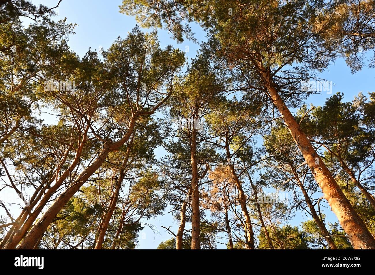 Pine forest, beautifully sunlit by the September sun. Scots pine, Pinus sylvestris is an important tree in forestry. Stock Photo