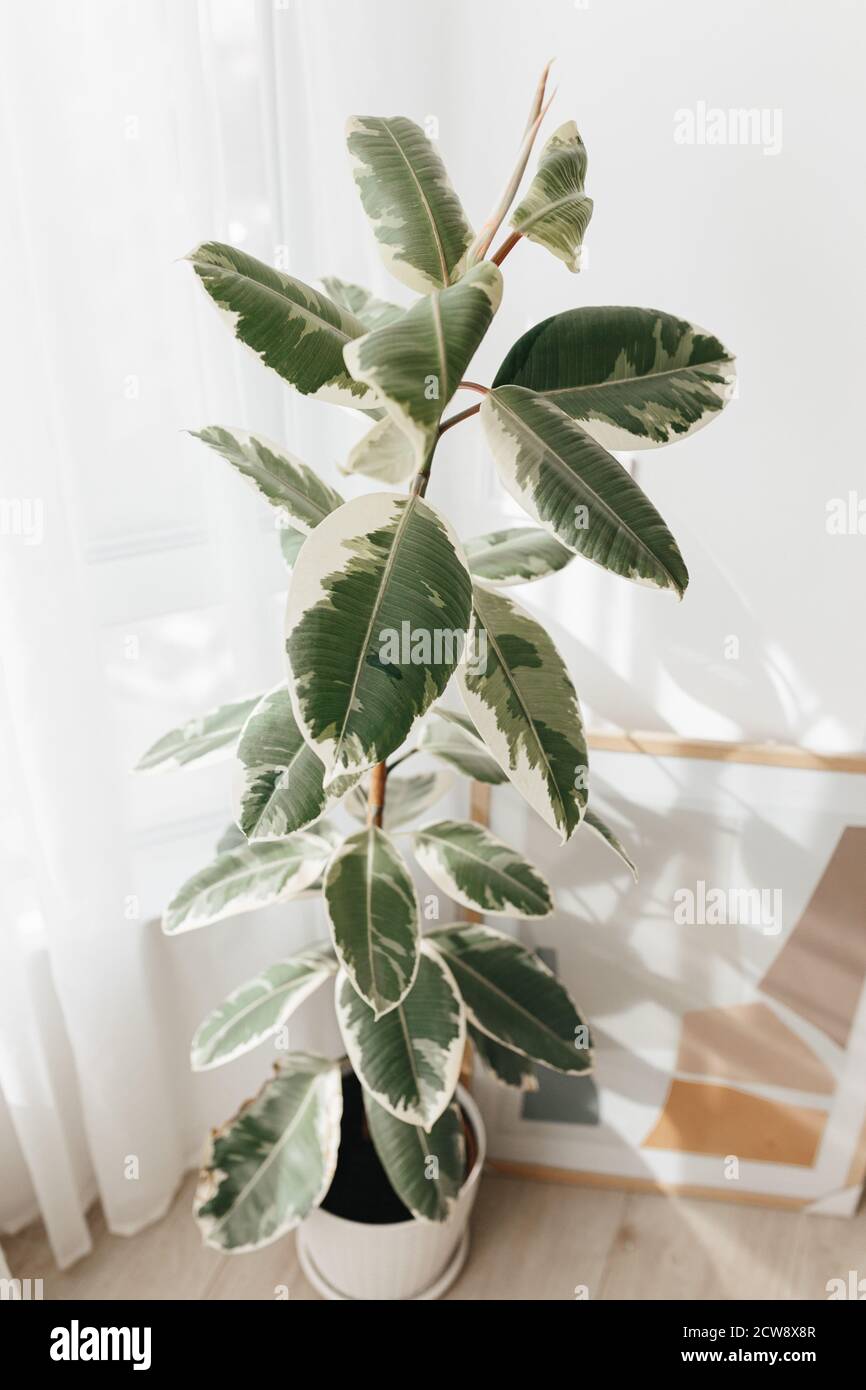 Variegated rubber tree plant, variegata Ficus elastica. House plants indoor, Big indoor plants Stock Photo