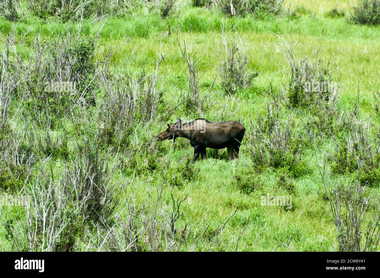 Elk in british english hires stock photography and images Alamy