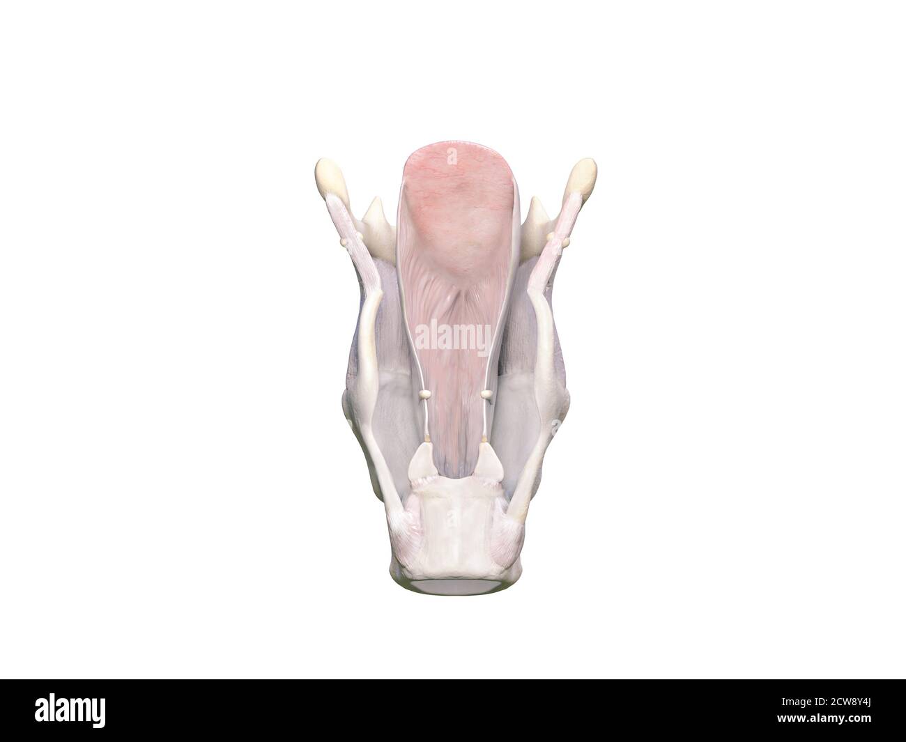 Larynx anatomy. The larynx is made up of different cartilages: thyroid, arythenoid, criciod, epiglottis and hyoid bone. Vocal cords are essential in p Stock Photo