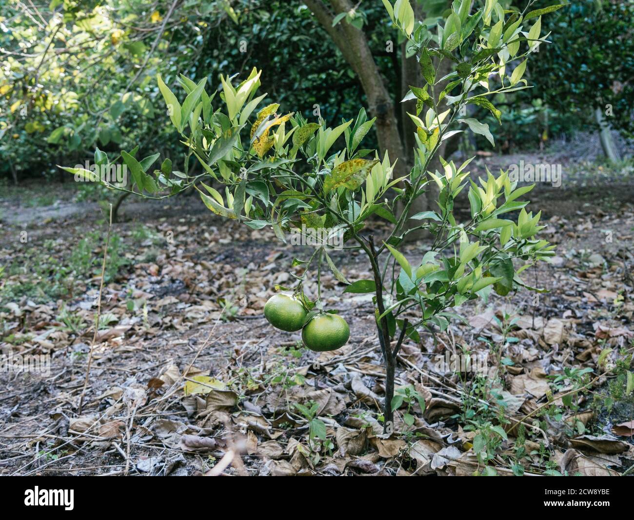 small young mandarin plant with its first fruits, sunny day Stock Photo