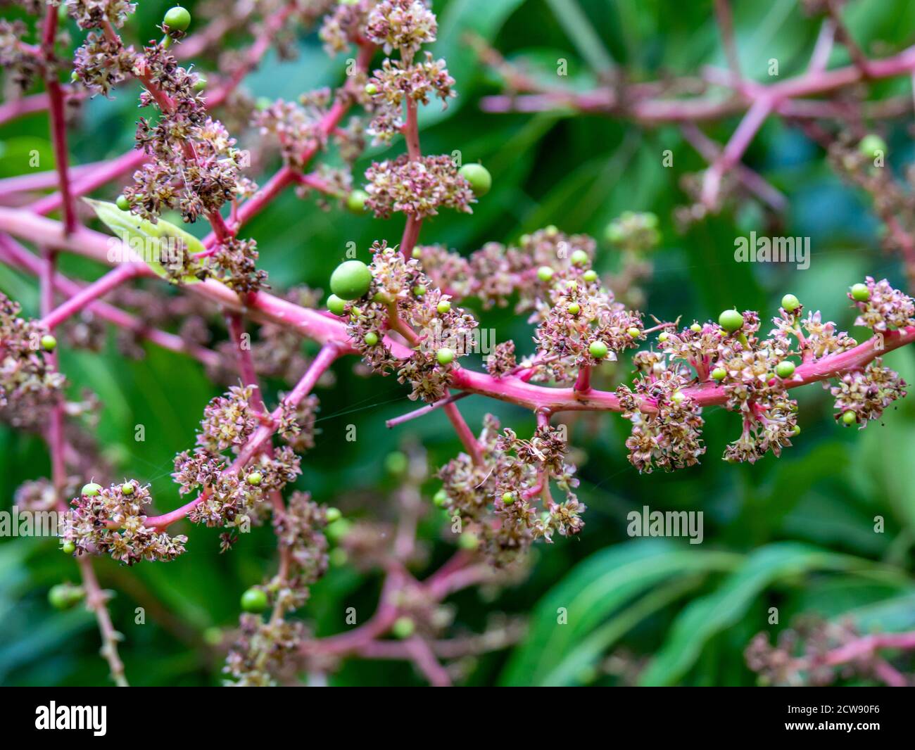 mango tree and flowers, small mangoes growing, sunny day Stock Photo