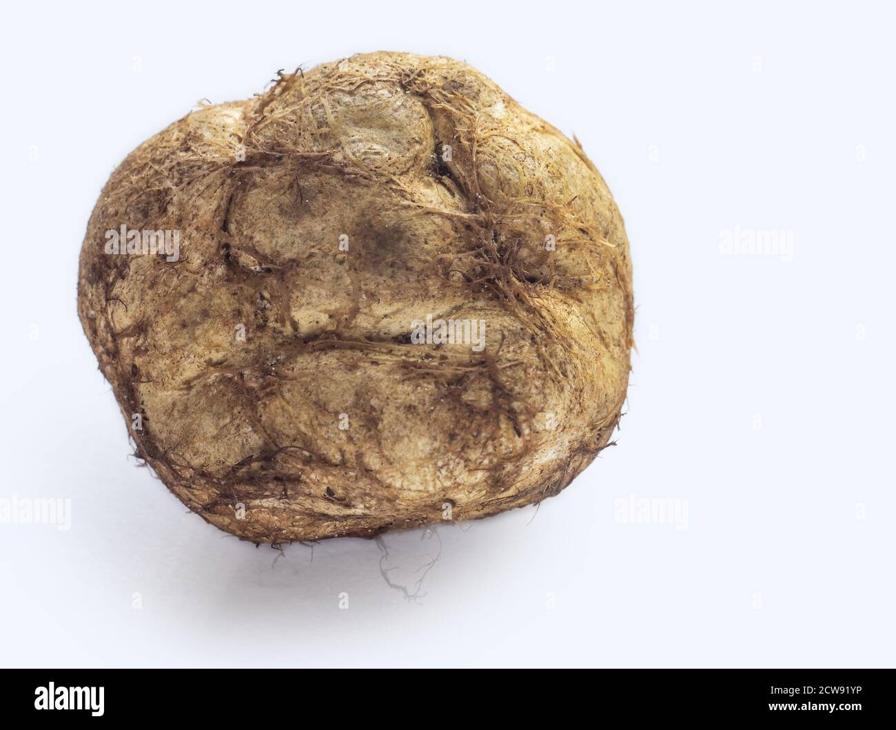 Melanogaster broomeanus is an inedible mushroom look like a truffle. Isolated on white Stock