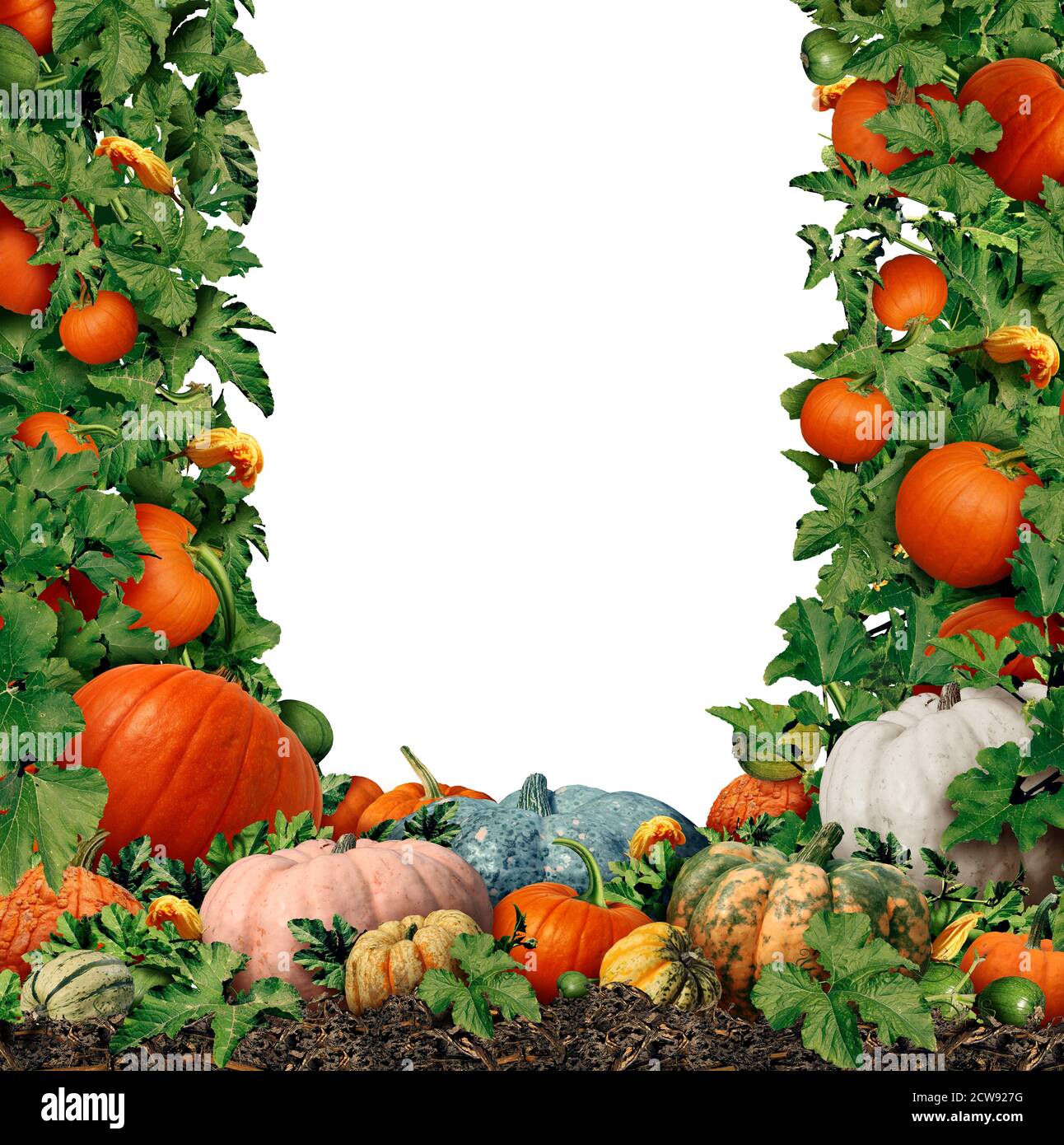 Autumn harvest blank frame as a pumpkin farm border design with squash harvested as an outdoor farmers market with fresh fruit as a seasonal. Stock Photo