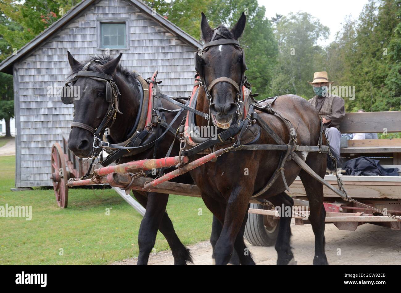 Horse and Wagon, Kings Landing Heritage Village Stock Photo