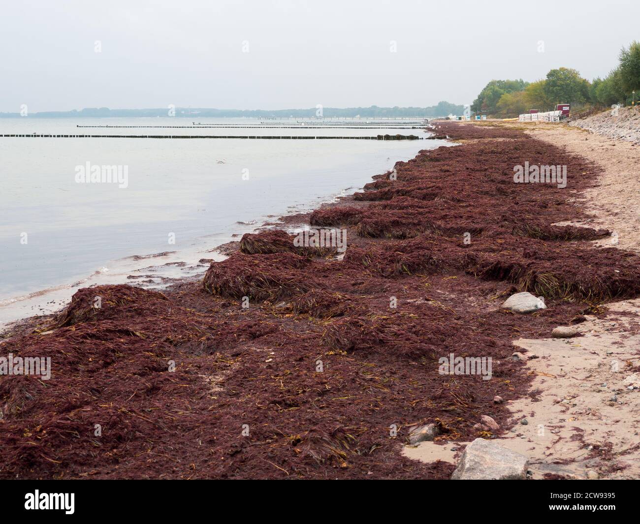 a large flock of birds flies over the Baltic Sea Stock Photo - Alamy