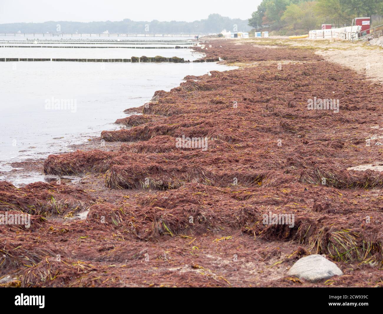 a large flock of birds flies over the Baltic Sea Stock Photo - Alamy
