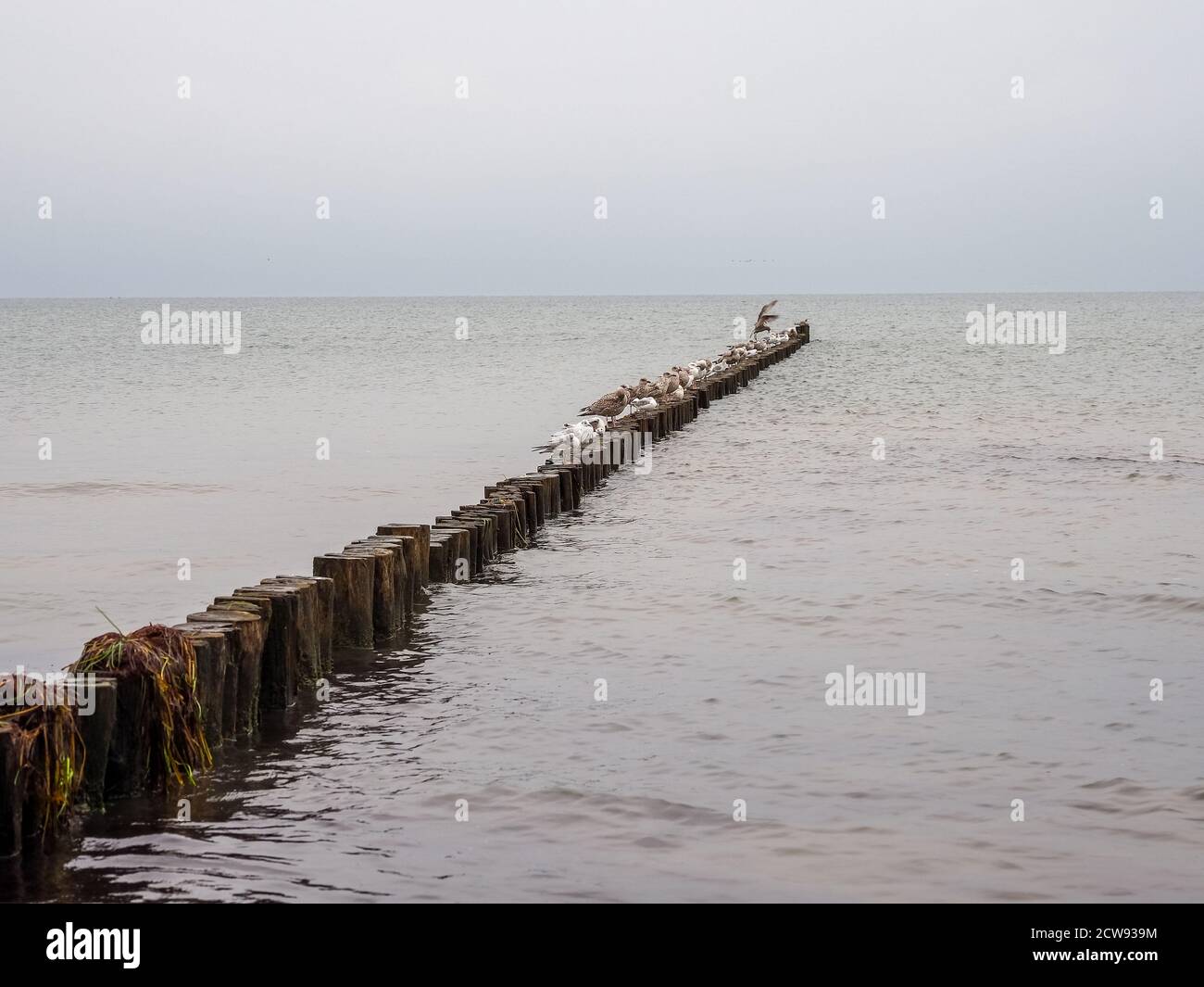 a large flock of birds flies over the Baltic Sea Stock Photo - Alamy