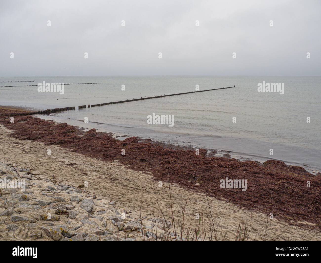 a large flock of birds flies over the Baltic Sea Stock Photo - Alamy