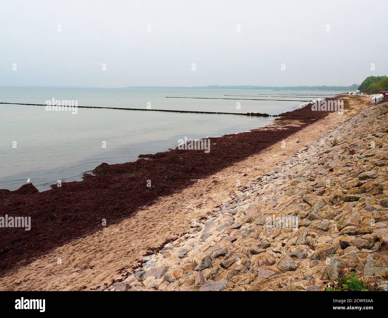 a large flock of birds flies over the Baltic Sea Stock Photo - Alamy