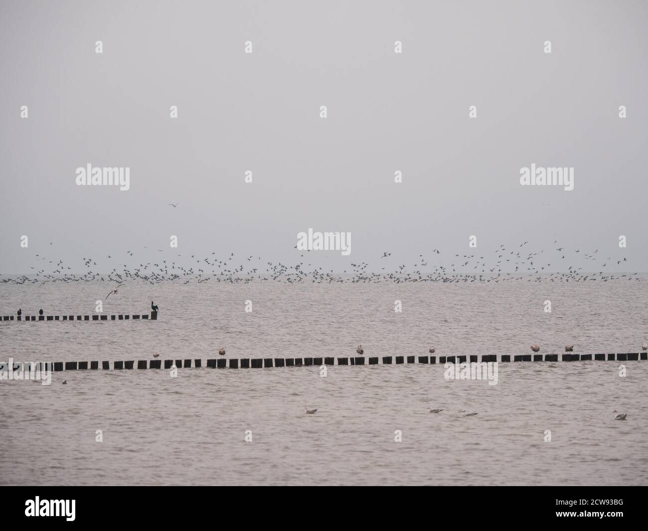 a large flock of birds flies over the Baltic Sea Stock Photo - Alamy