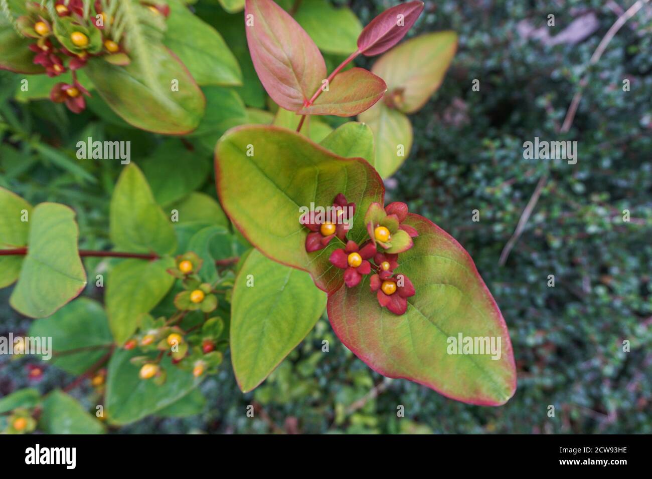 Tutsan (Hypericum androsaemum), a shrub with green and red leaves, red ...