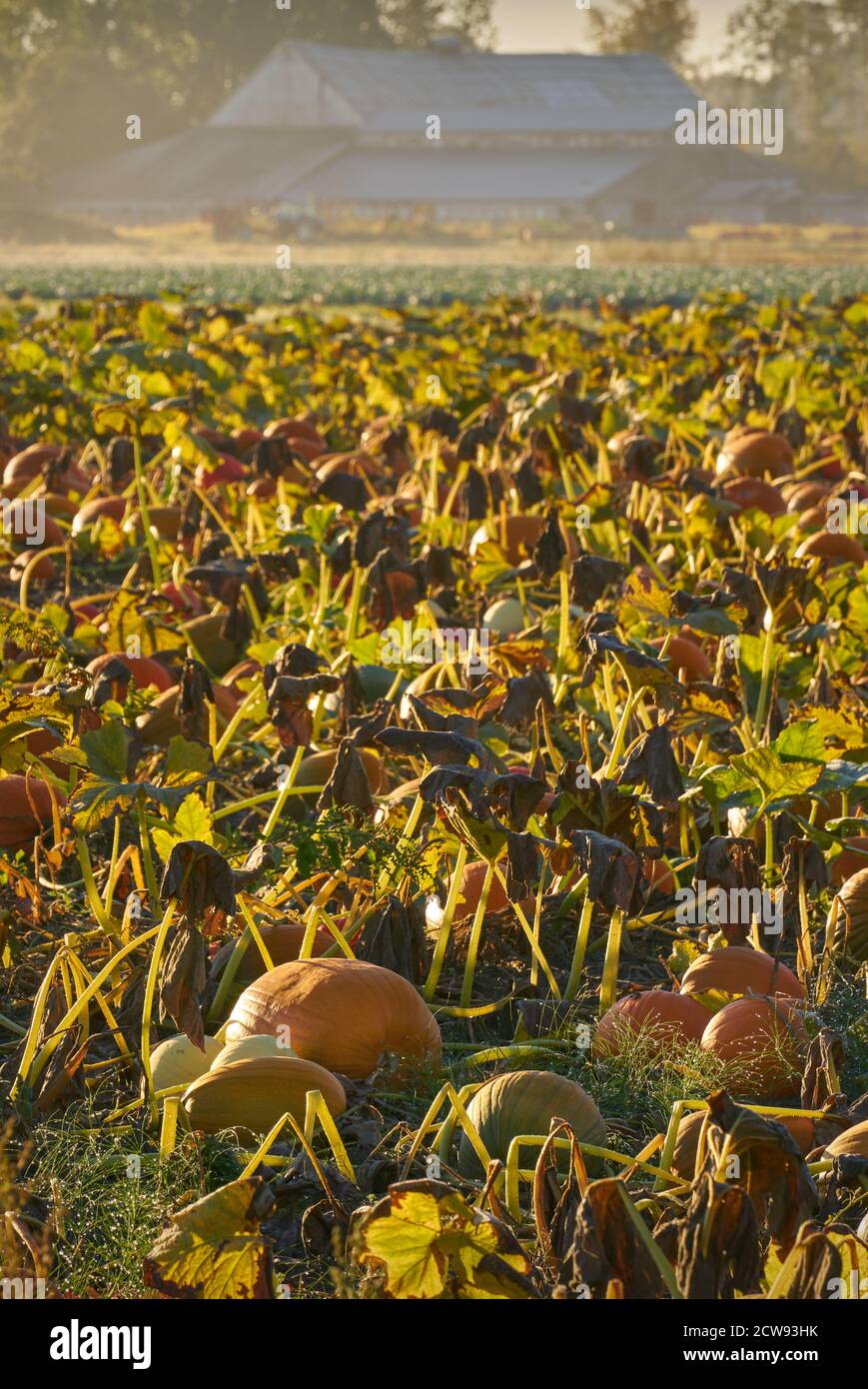 Morning Mist Pumpkin Patch. Pumpkins growing on the farm ready for harvest. Stock Photo