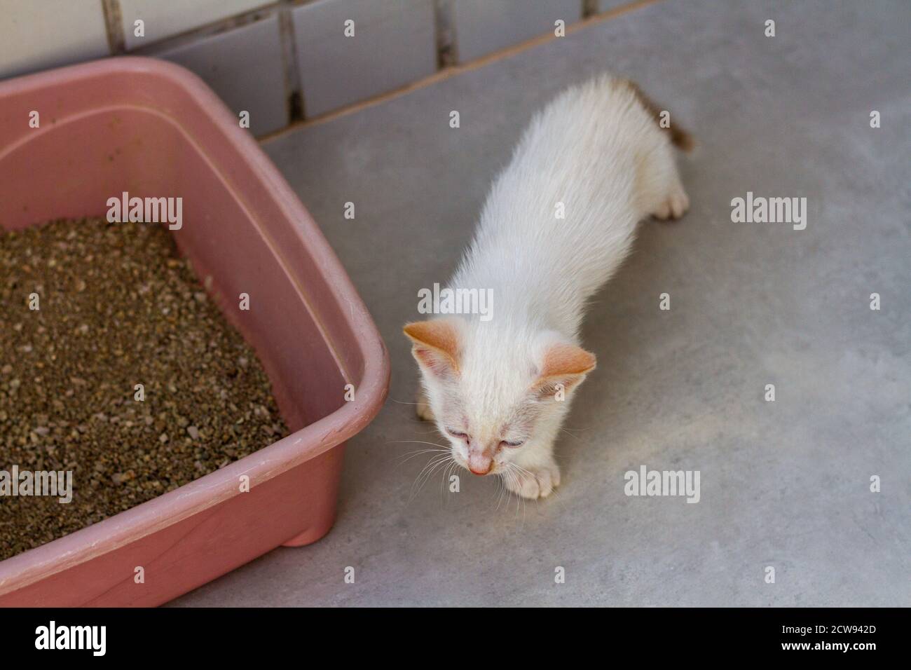 Puppy cat next to the litter box Stock Photo Alamy