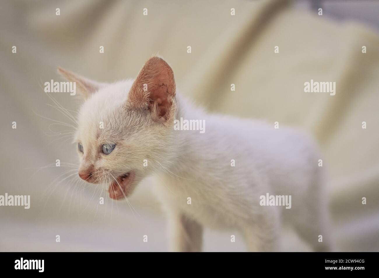 White fluffy puppy cat meowing Stock Photo