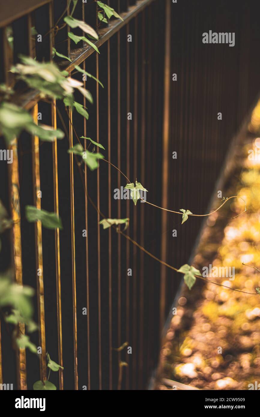 Vine growing on fence hi-res stock photography and images - Alamy