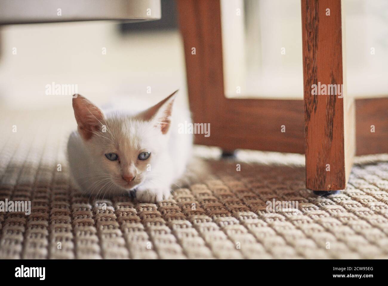 White puppy cat lying in the living room Stock Photo