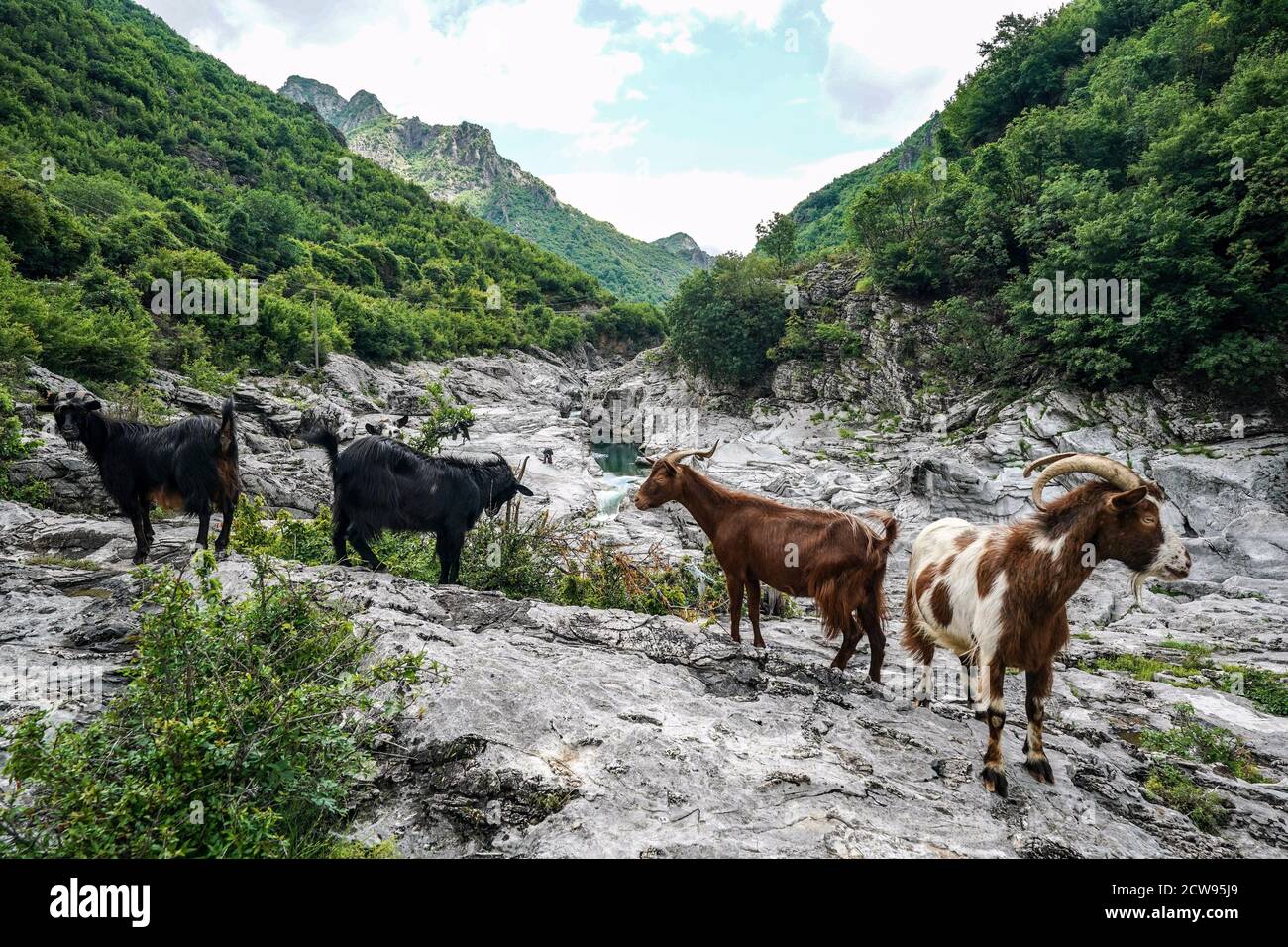 Shkodra, Albania. 17th June, 2020. Landscape with goats in the Kiri river valley near Ura e Shtrenjte in Maranai Park. Credit: Peter Endig/dpa-Zentralbild/ZB/dpa/Alamy Live News Stock Photo