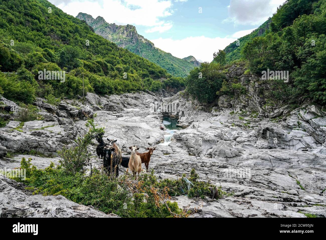 Shkodra, Albania. 17th June, 2020. Landscape with goats in the Kiri river valley near Ura e Shtrenjte in Maranai Park. Credit: Peter Endig/dpa-Zentralbild/ZB/dpa/Alamy Live News Stock Photo