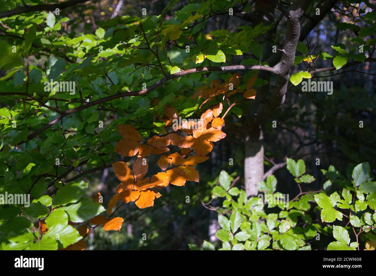 Autumn in the forest Stock Photo - Alamy