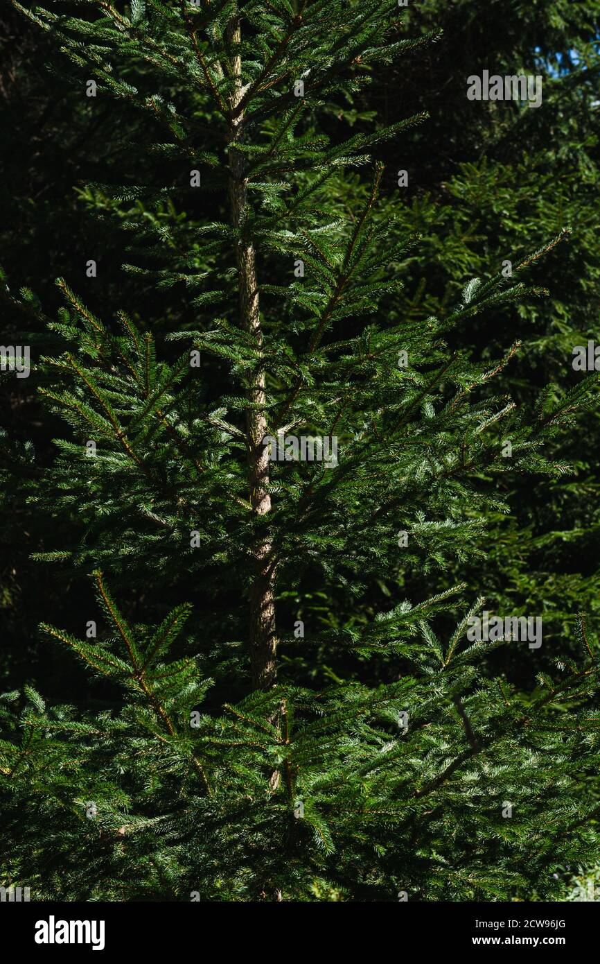Closeup of a pine tree in the woods Stock Photo - Alamy