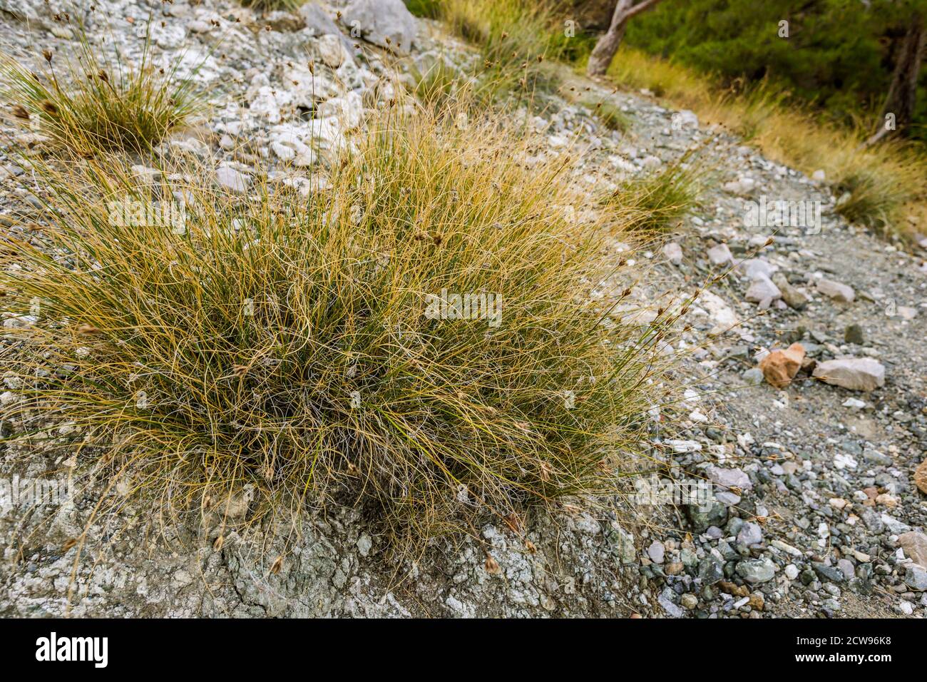 Juncus trifidus - highland rush on the mountain in Turkey Stock Photo