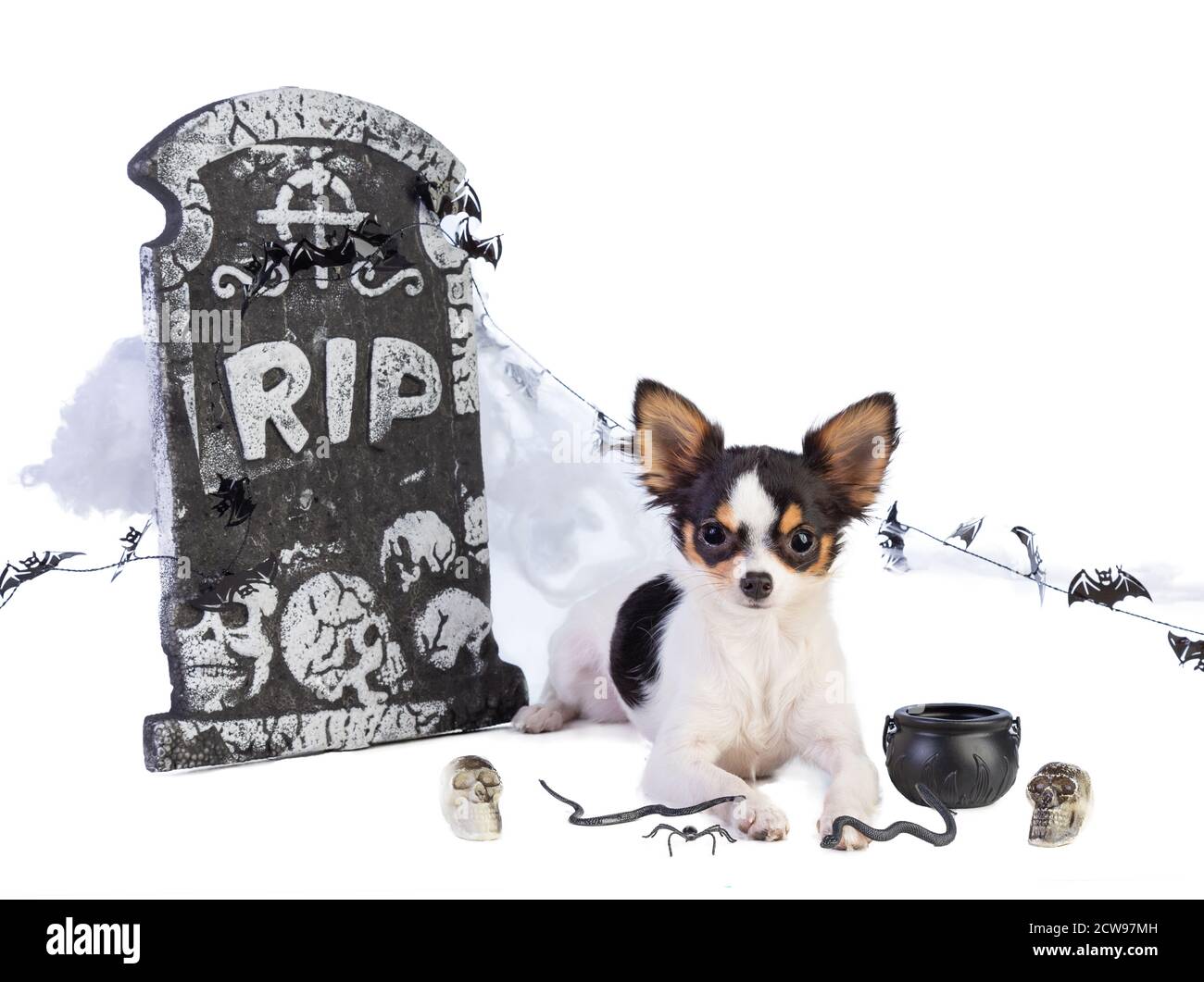 chihuahua to Halloween with tombstone decor on white background Stock