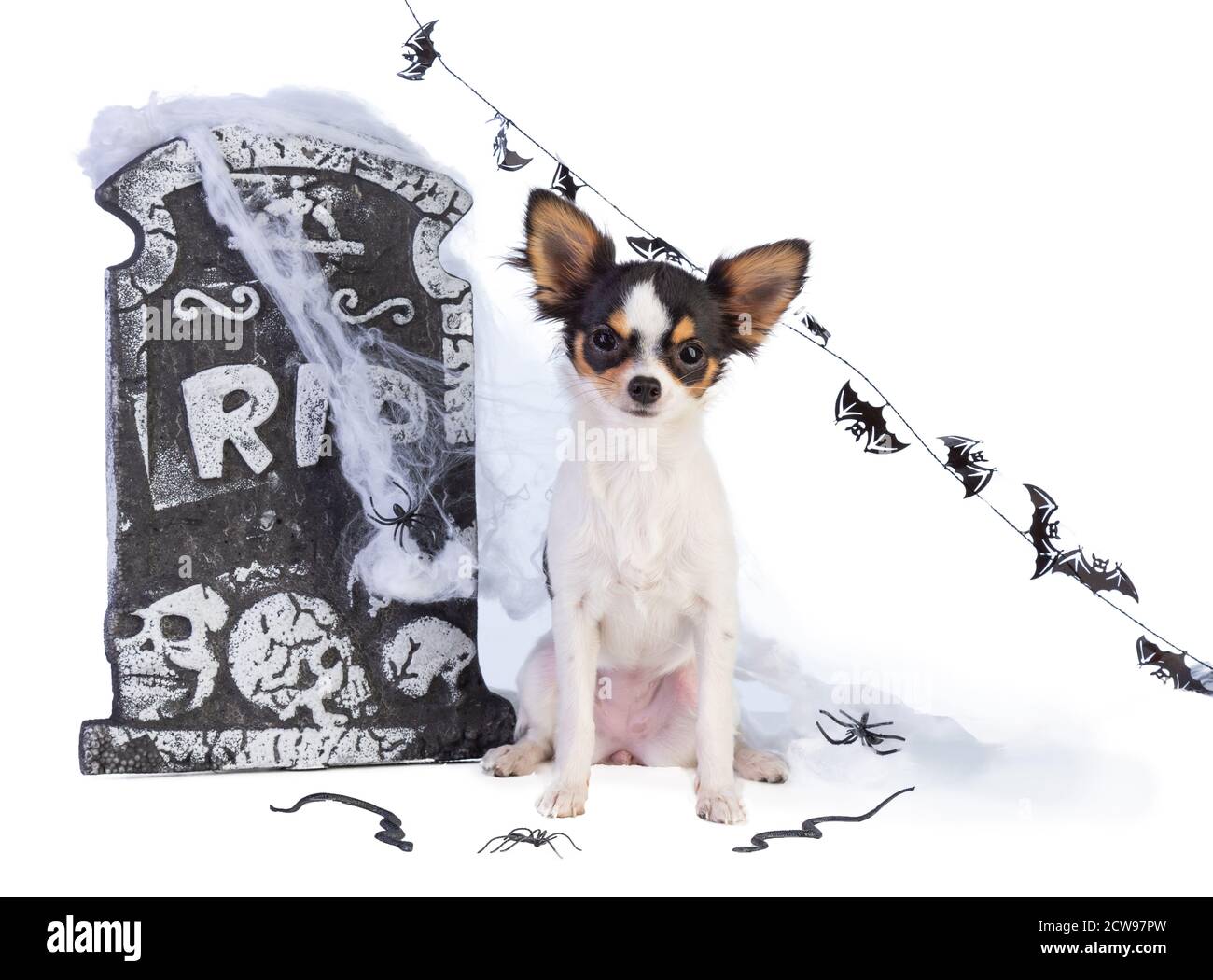 chihuahua to Halloween with tombstone decor on white background Stock