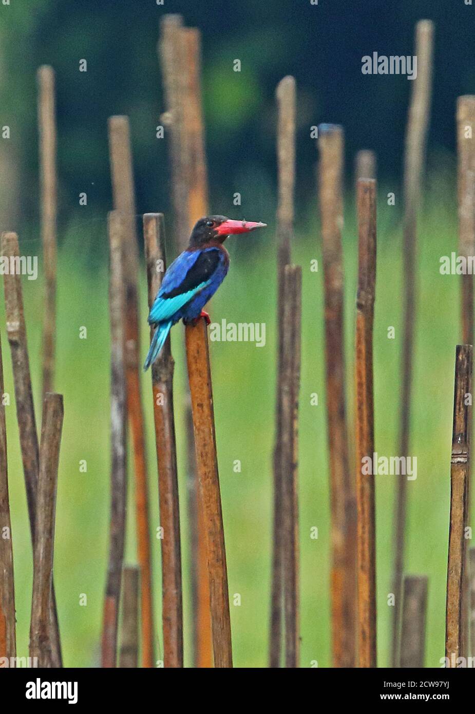 Javan Kingfisher (Halcyon cyanoventris) adult perched on dead stem  Bali, Indonesia       July Stock Photo
