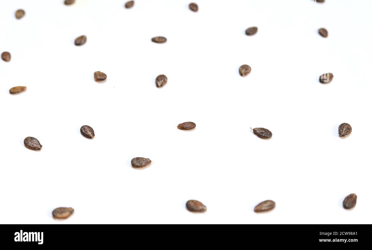 Watermelon seeds, macro isolated on white background Stock Photo Alamy