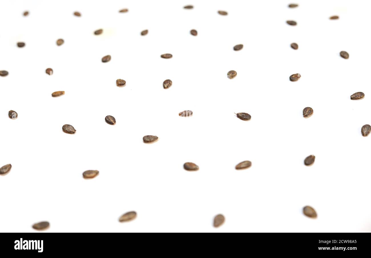 Watermelon seeds, macro isolated on white backgrounds Stock Photo