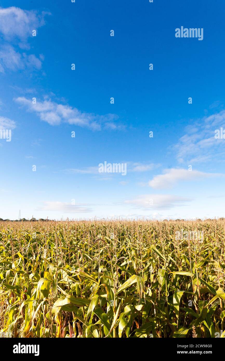 Corn crop on a sunny day with some room for copy. Stock Photo