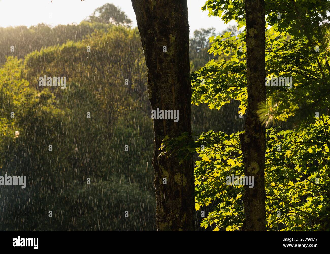 The rain coming down in front of the trees Stock Photo - Alamy