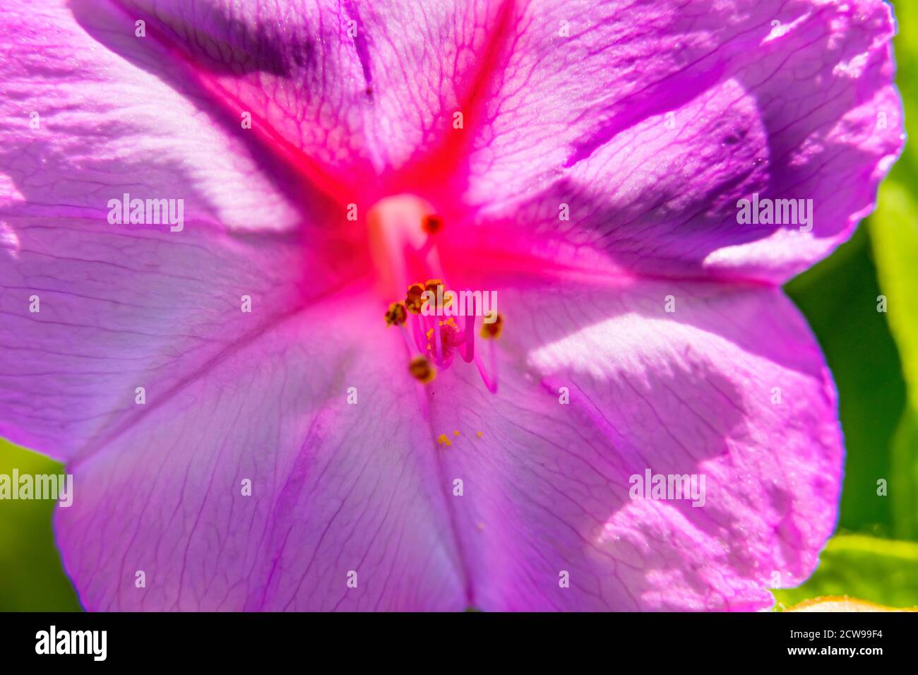 Pink Four O Clock Marvel of Peru Blossom Blooming Macro. Blooms in late