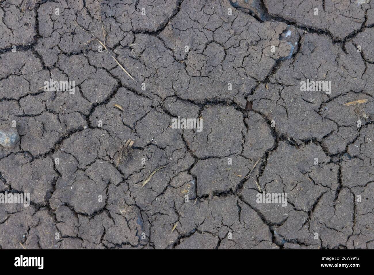 Dry waterless natural mud in the summer Stock Photo Alamy