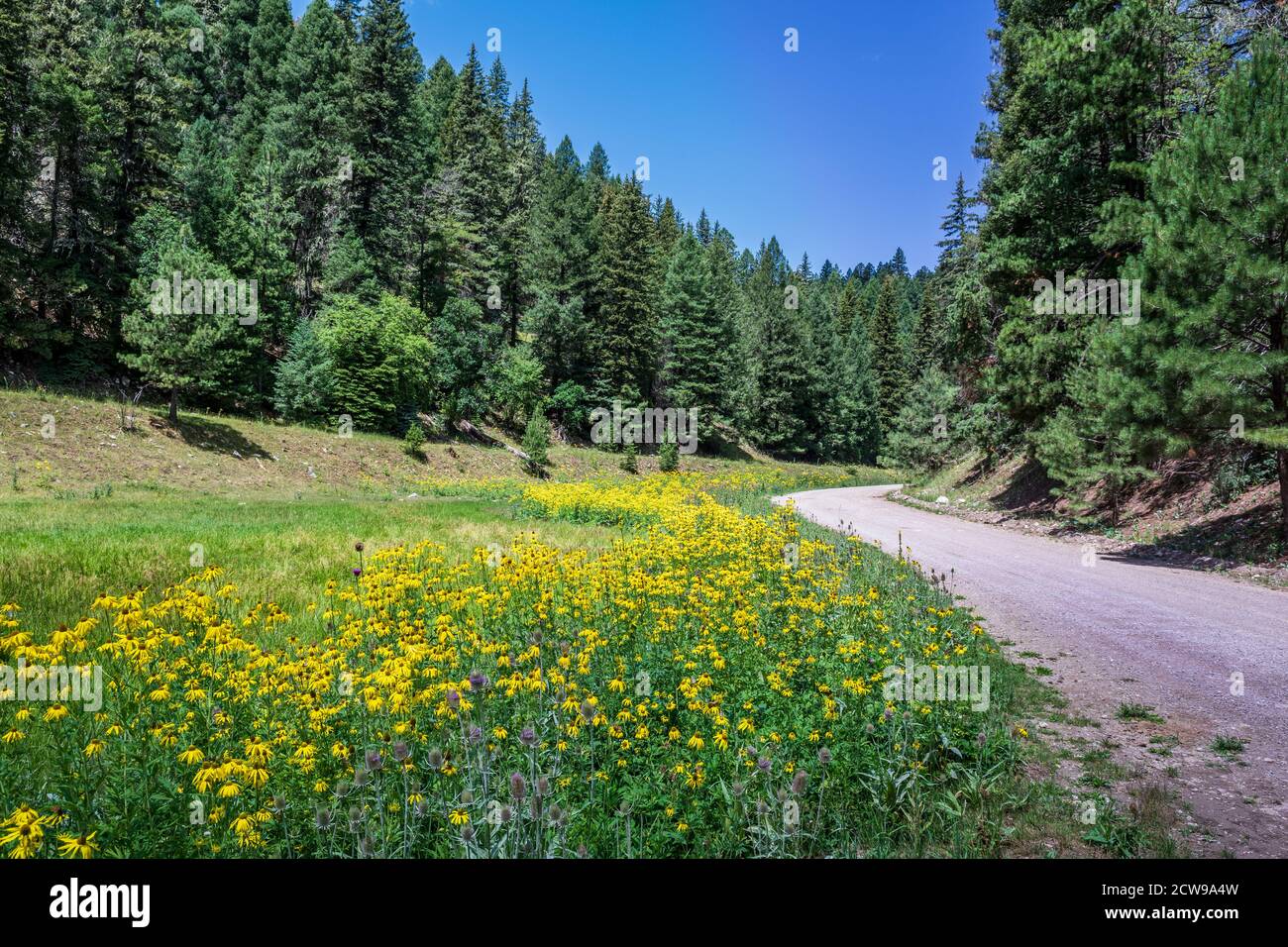 Cloudcroft, New Mexico, wildflowers in the Lincoln National Forest on US Highway 82. Stock Photo
