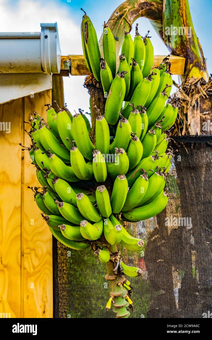 Tropical Edible Green Bananas On Tree Easter Island Chile Stock Photo 