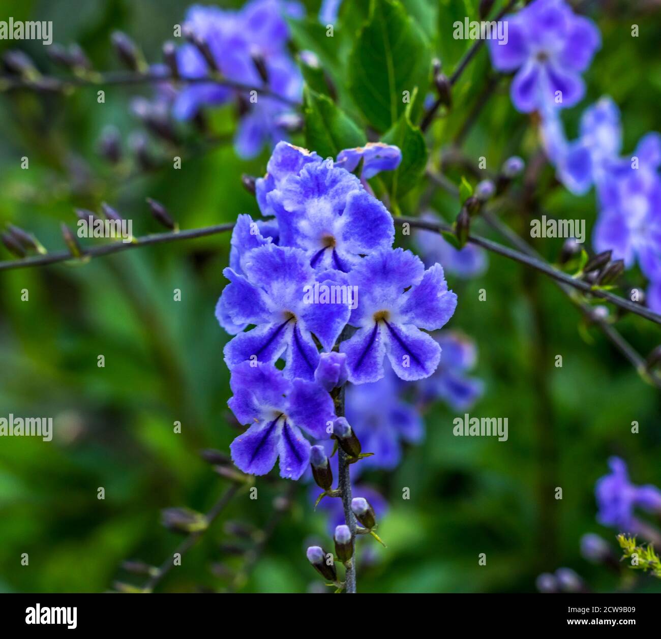 Blue Verbena Blooming Macro. Native to Mexico and South America Stock Photo