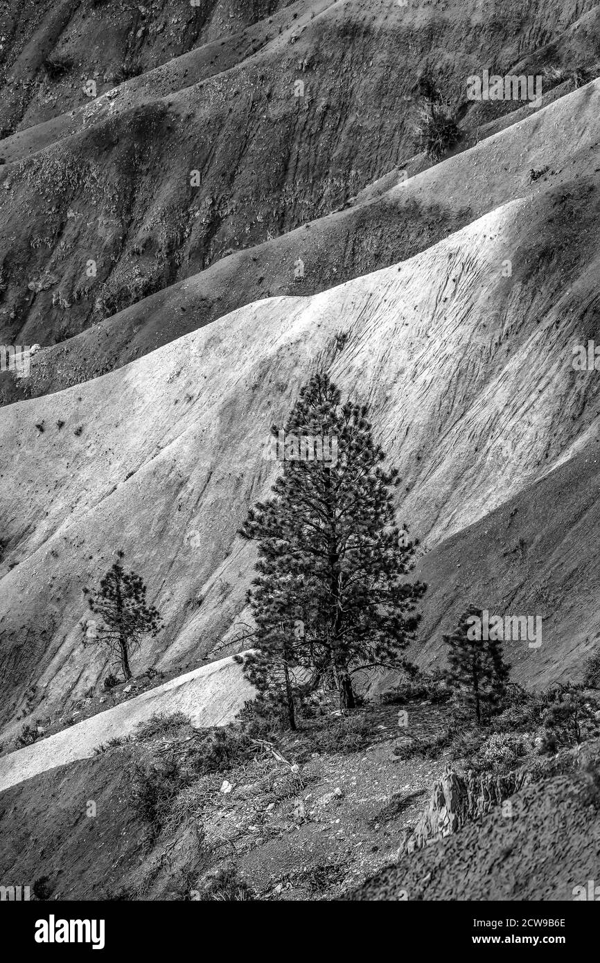 Black and White Sands Tree Bryce Point Bryce Canyon National Park Utah Stock Photo