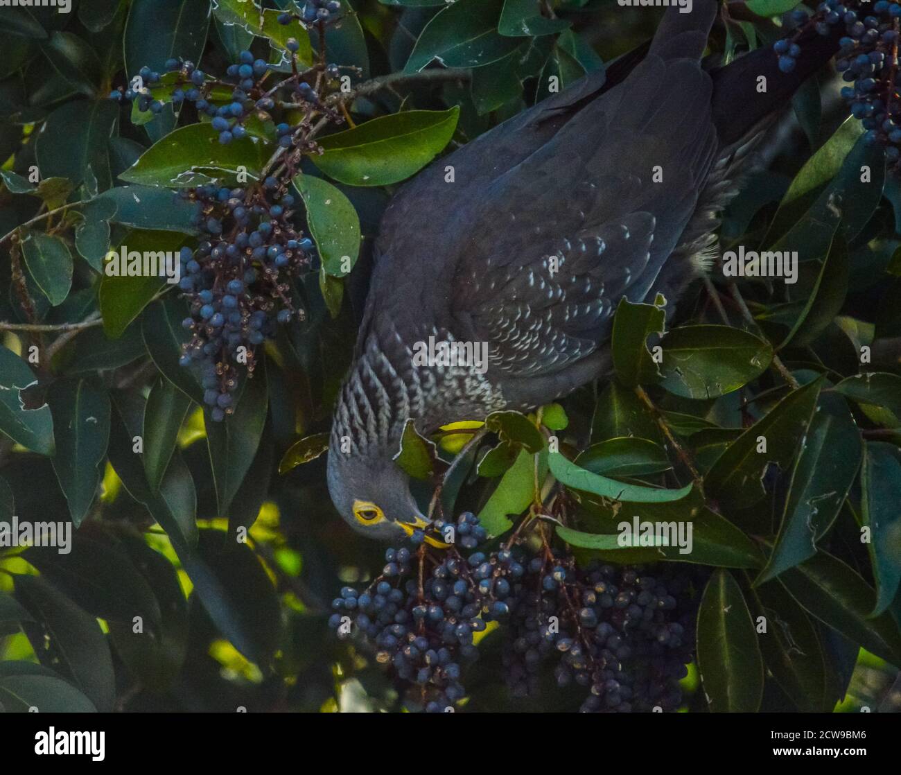 Colorful Rameron or olive pigeon perched on an elderberry tree and feeding Stock Photo