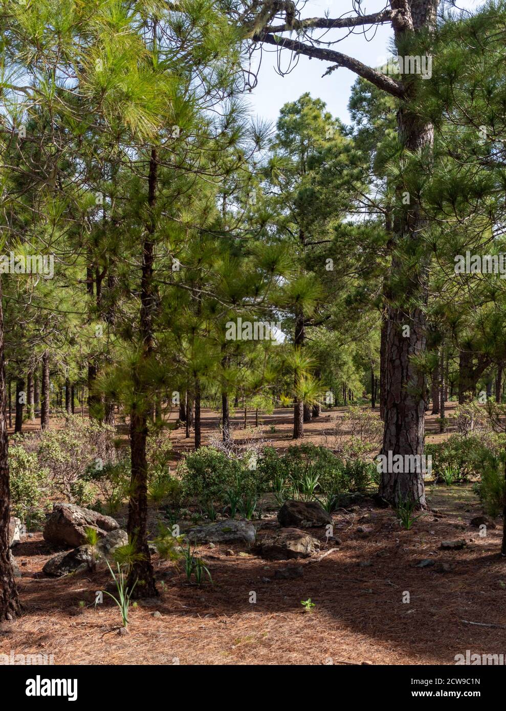 Forest landscape with pine trees Stock Photo - Alamy
