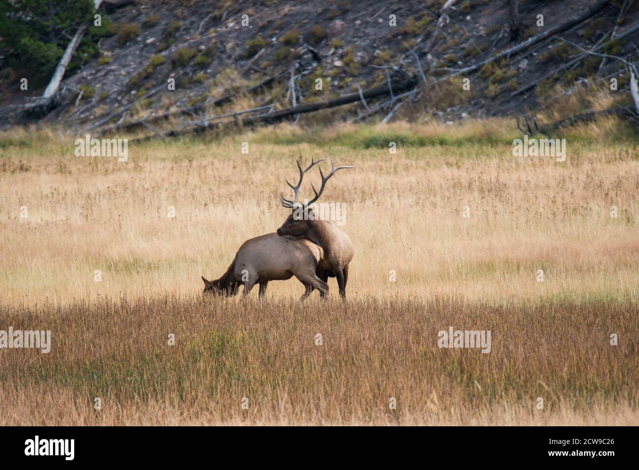 A bull elk readies to mount his elk cow during the elk rut in