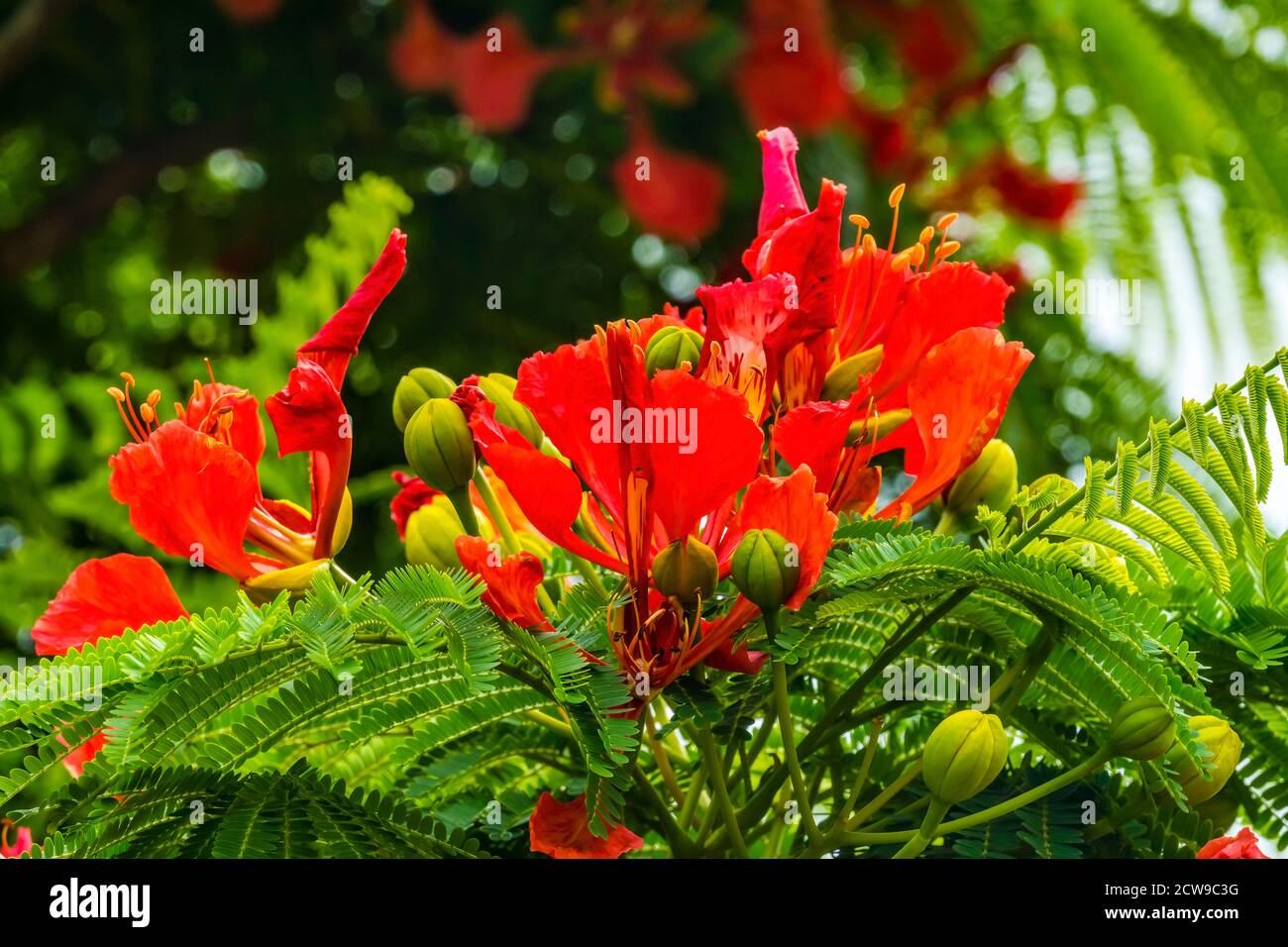 Tropical Red Orange Tropical Flame Tree Flowers Green Leaves Easter Island Chile.  Native to Madagascar Stock Photo - Alamy
