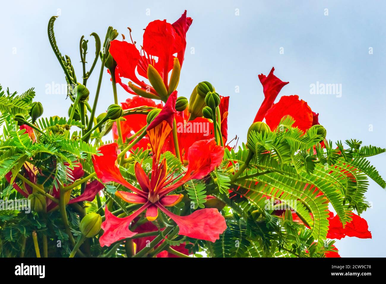 Chilean flame tree hi-res stock photography and images - Alamy