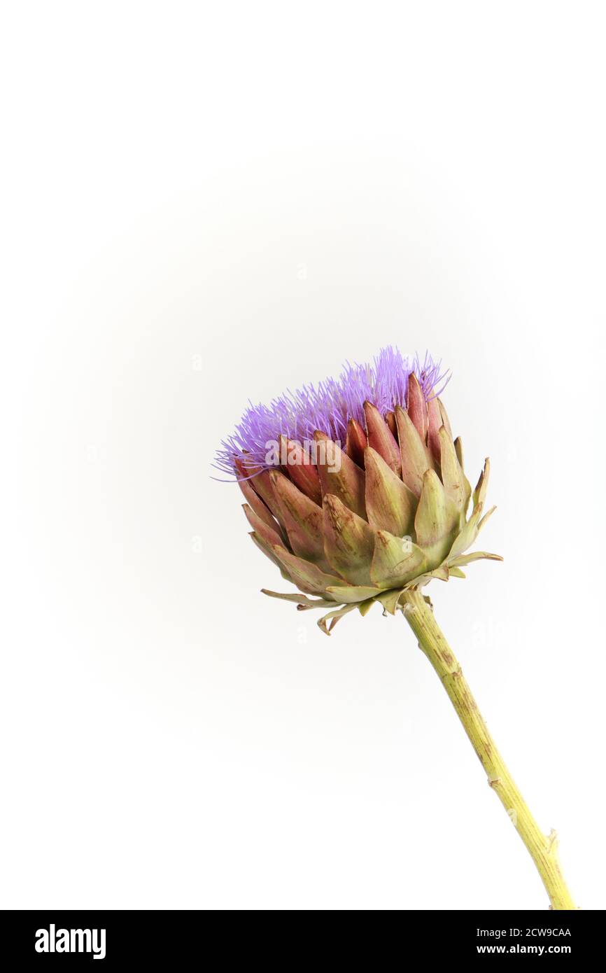 Single artichoke flower on white backdrop, greeting card concept, selective focus Stock Photo